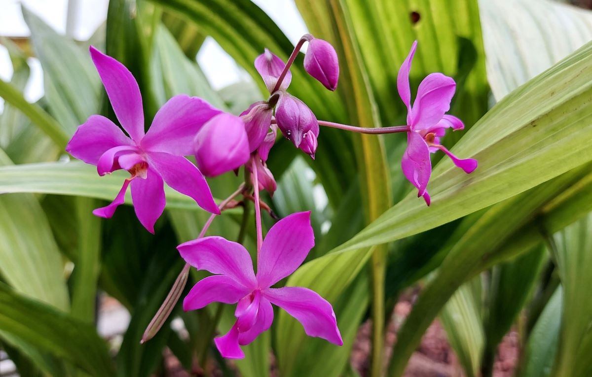 orchidea