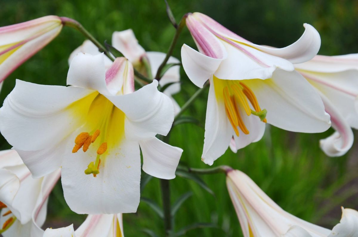 Liliom