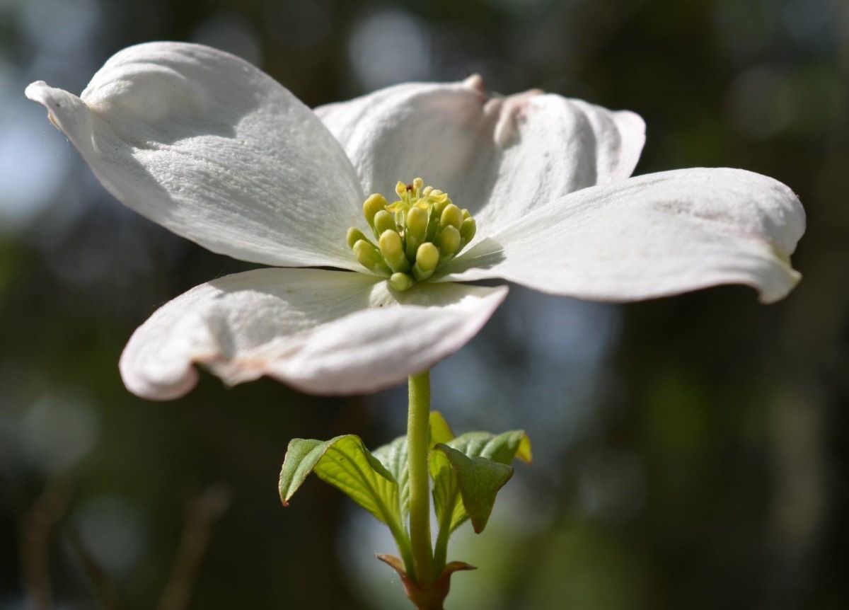 Amerikai virágsom (Cornus florida)