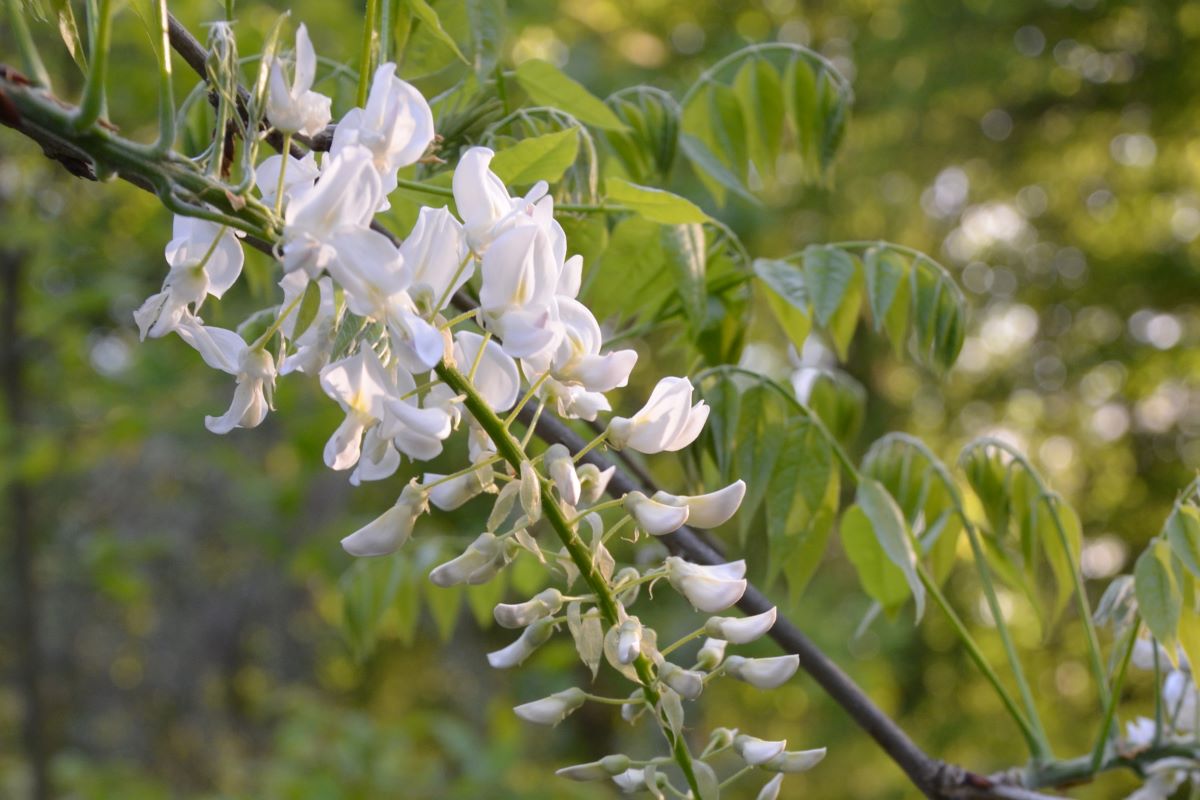 Fehér virágú kínai lilaakác (Wisteria sinensis 'Alba').