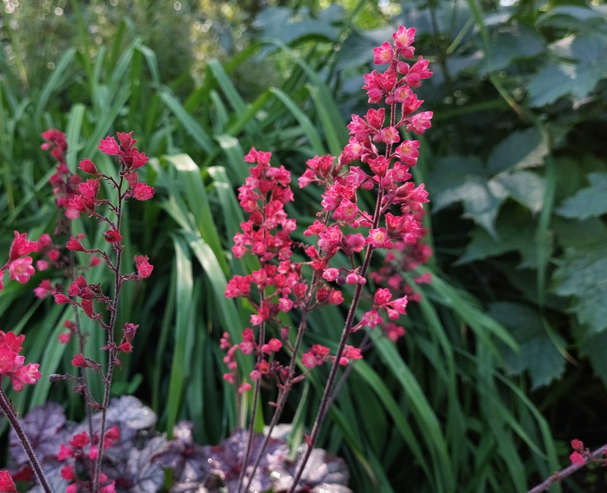 Korallcsengő (Heuchera)