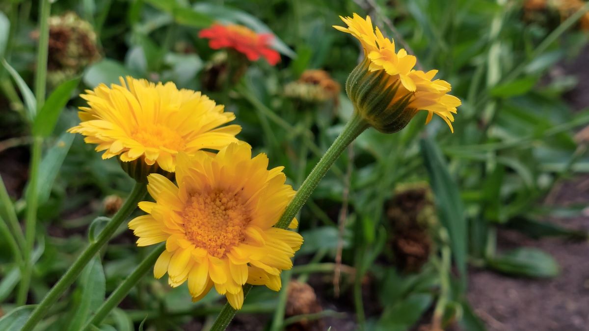 Körömvirág (Calendula officinalis)