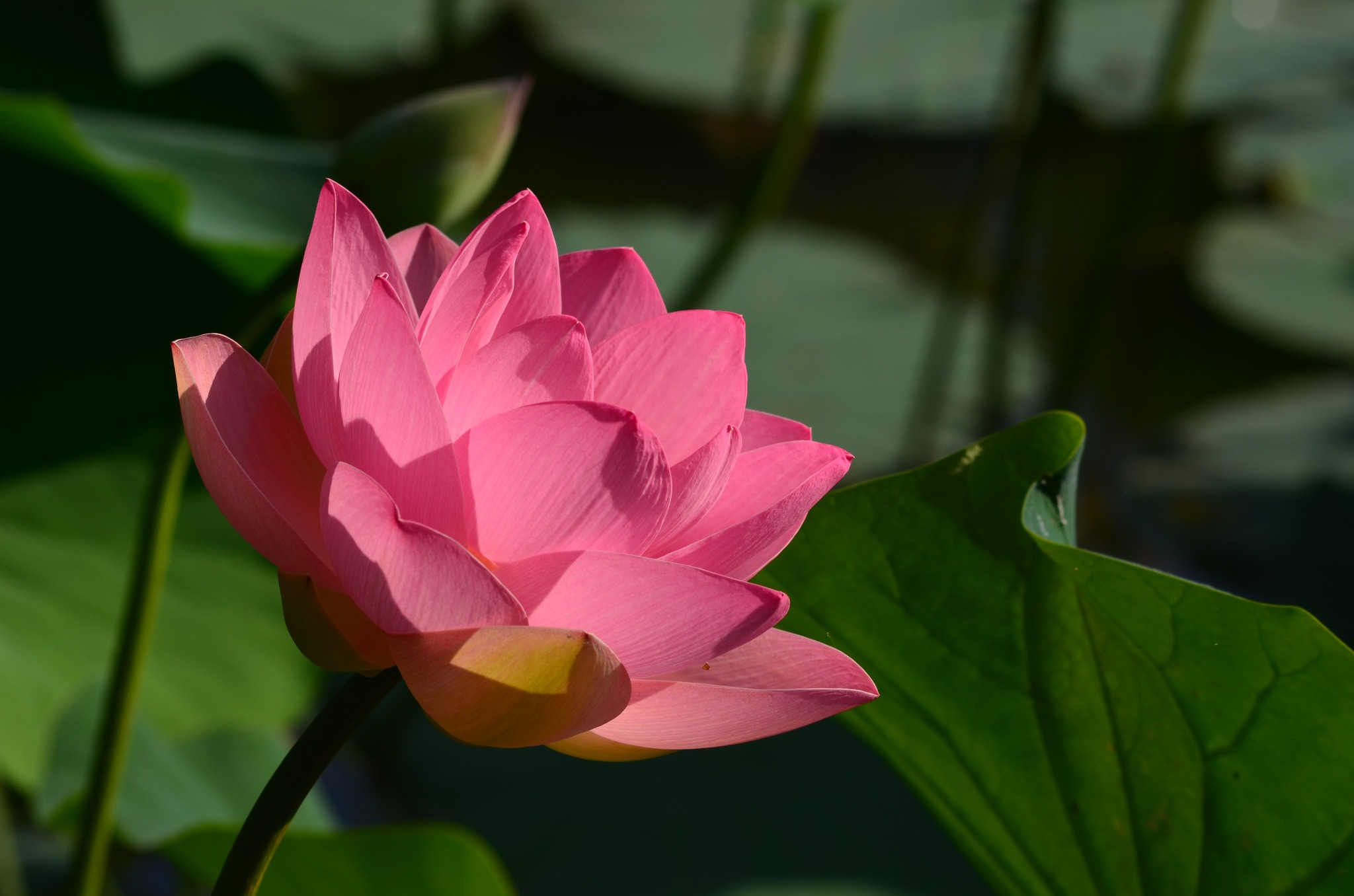 indiai lótusz (Nelumbo nucifera)