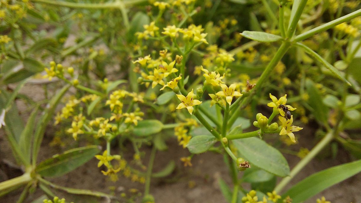 Festőbuzer (Rubia tinctoria)