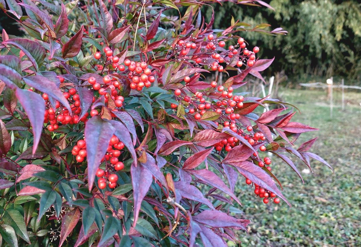 nandina