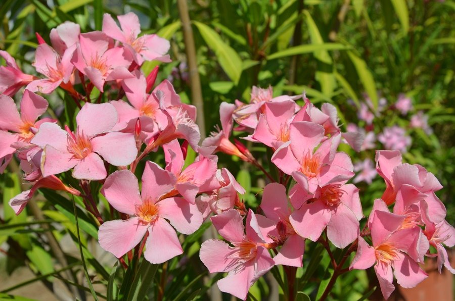nerium oleander