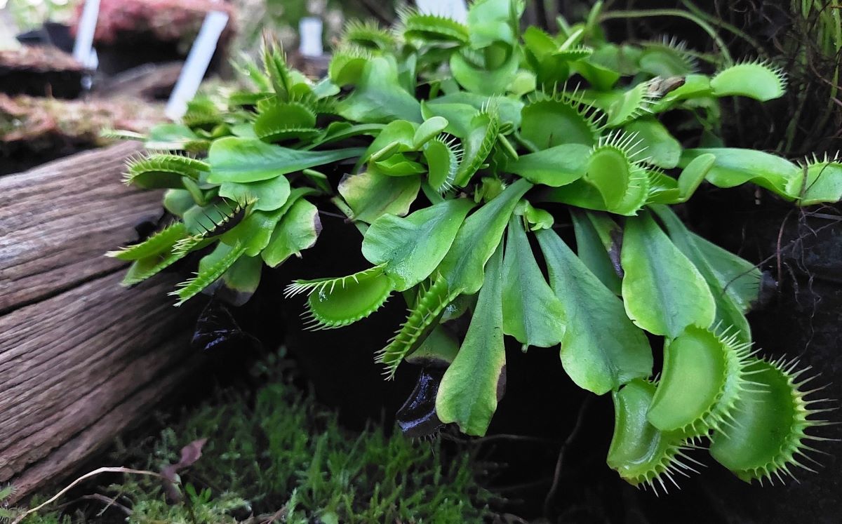 vénusz légycsapója