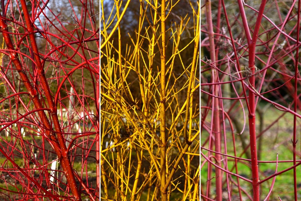 cornus alba