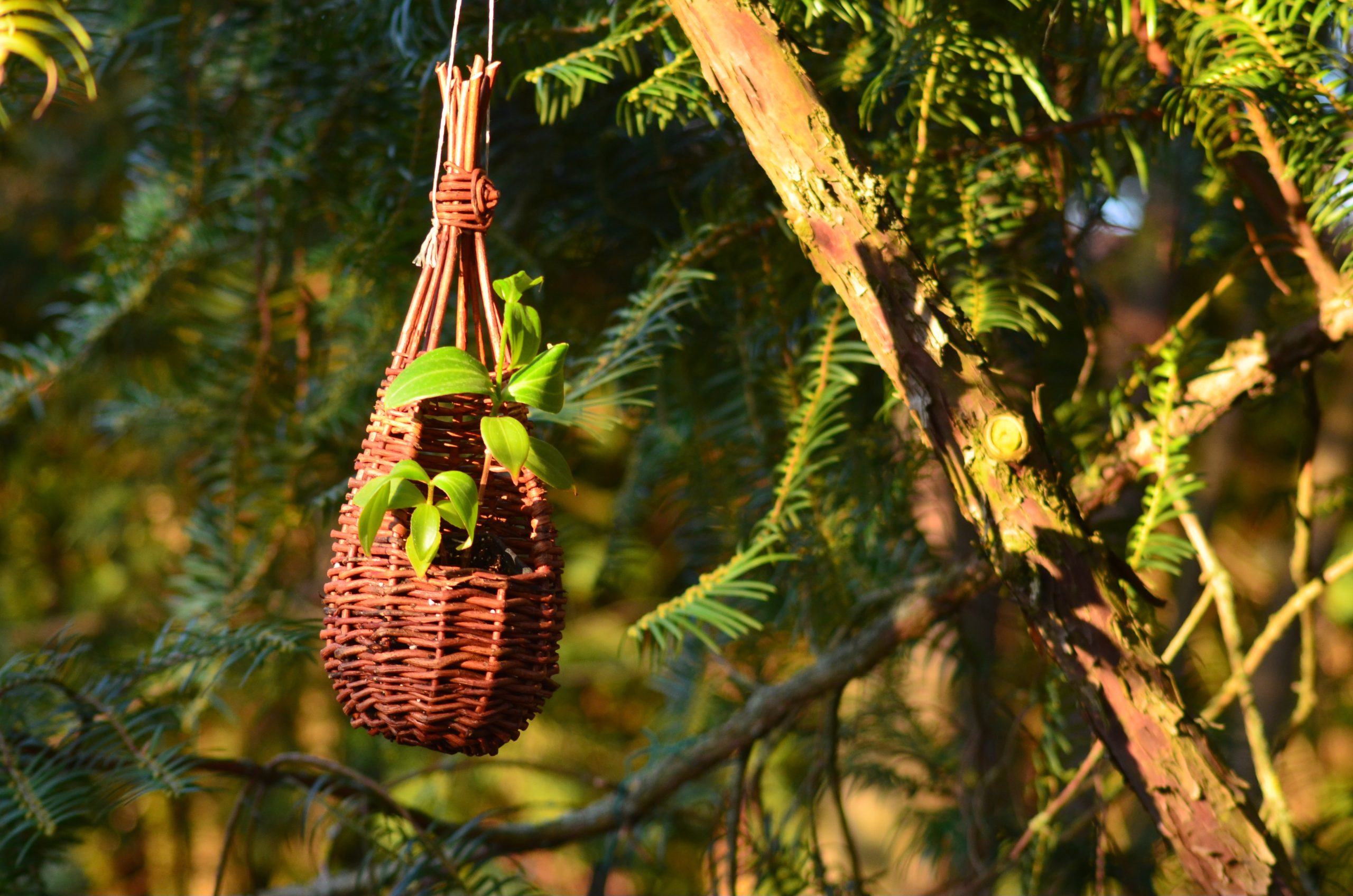 Vesszőfonott kaspó növénnyel