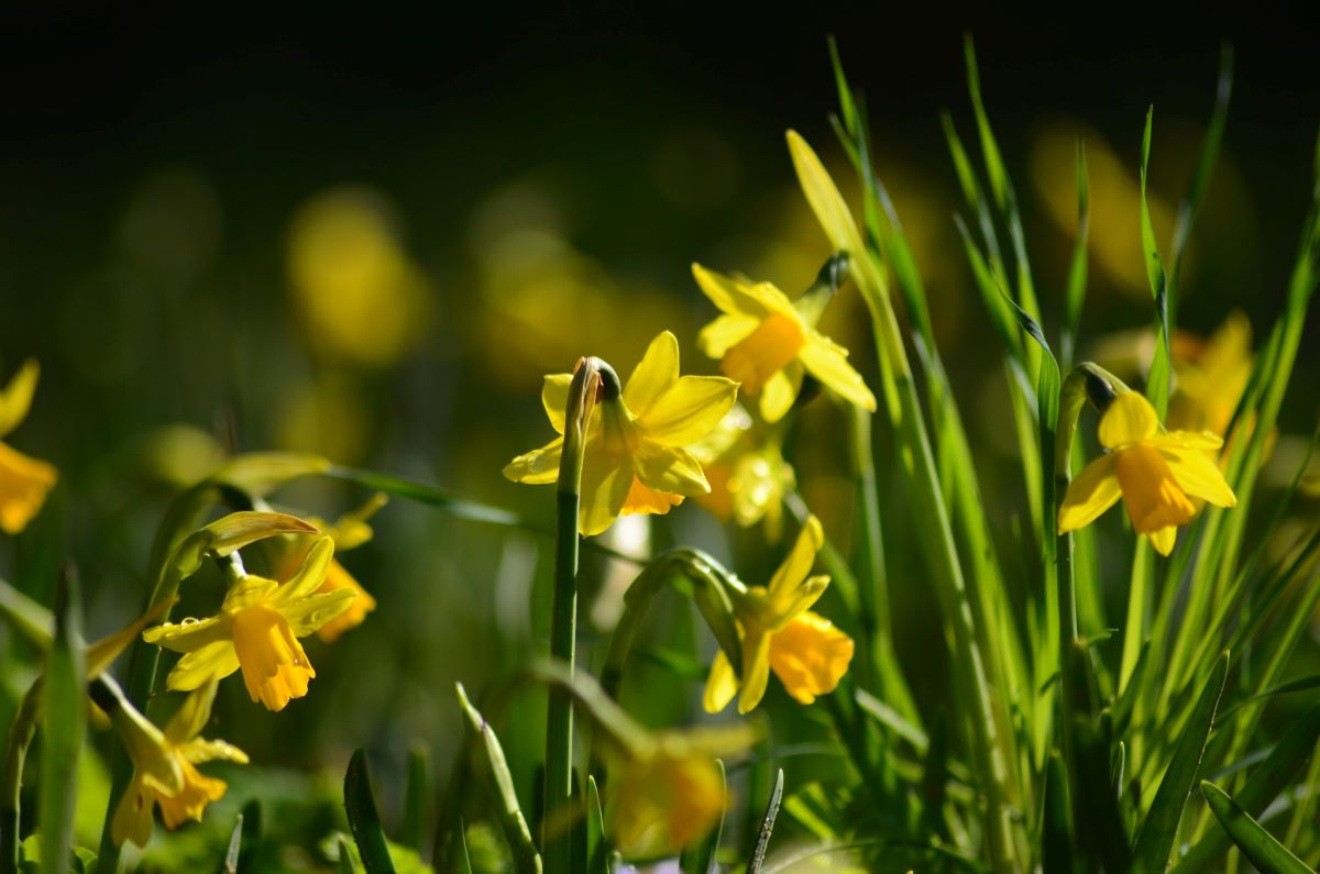 nárcisz ( Narcissus)