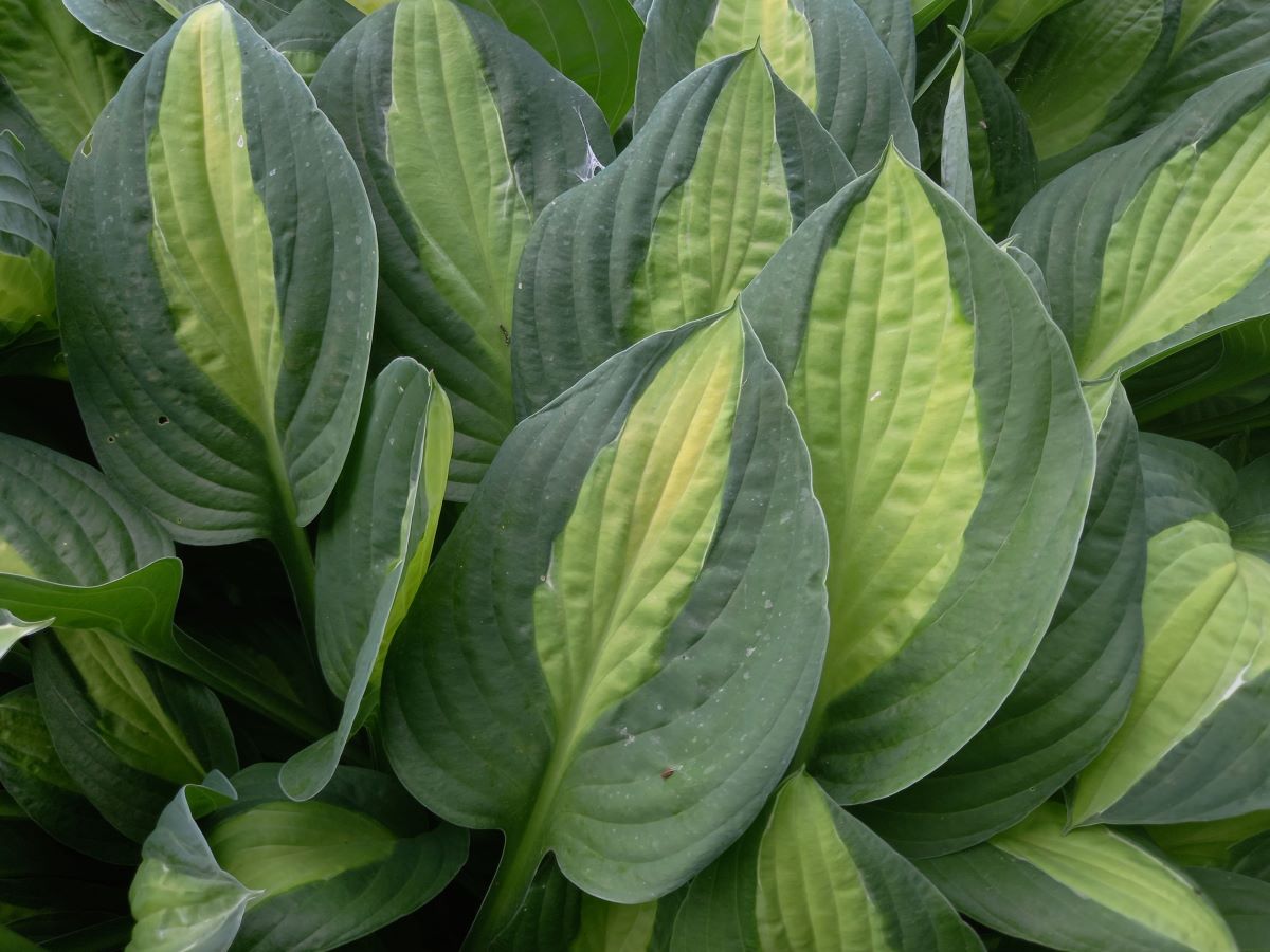 hosta