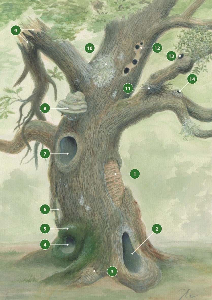 habitat tree