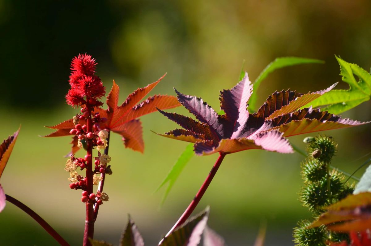ricinus 'Carmencita Rot'